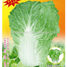 CC04 SJ No.5 early ripe Chinese cabbage seed, hybrid Chinese cabbage seeds